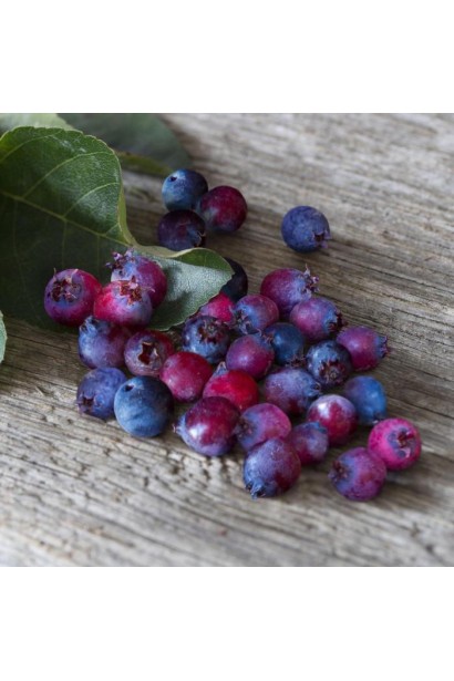 Ірга ягідна Слейт плоди